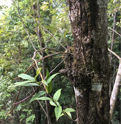 天然野生的紫皮石斛