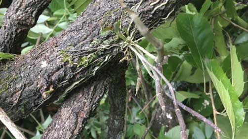 野生石斛和种植石斛的区别