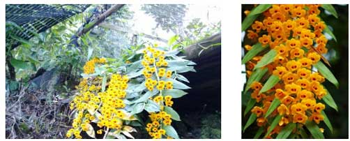 金兰石斛（黄草石斛）植株与花叶图片