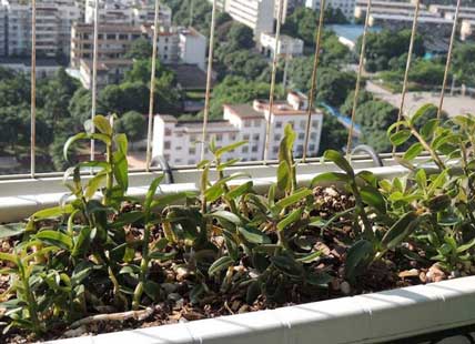 阳台种植铁皮石斛随时想吃就吃