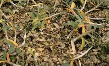 铁皮石斛叶子变黄脱落是种植中比较常见的病状之一