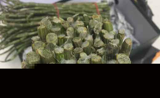 铁皮石斛鲜条保存发霉图片