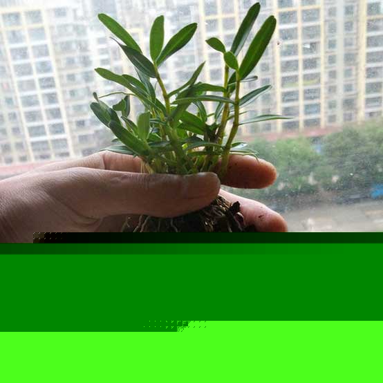 铁皮石斛的根差不多与枝条一样长