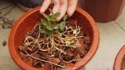 铁皮石斛盆栽种植方法图示