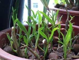  铁皮石斛扦插繁殖方法