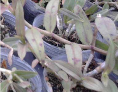 石斛种植中常见病害图片鉴别与防治