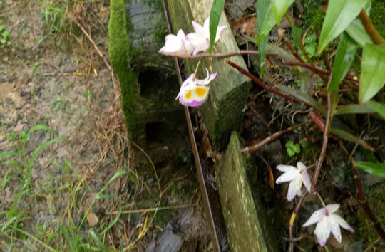 石斛开花图片