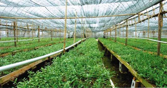 铁皮石斛的寿命与种苗,种植环境,日常养护息息相关。