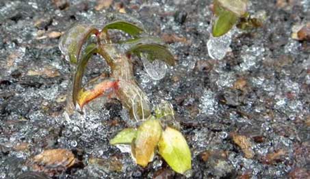 在零下5℃以下,铁皮石斛就有冻死的风险