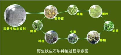 铁皮石斛种植流程图