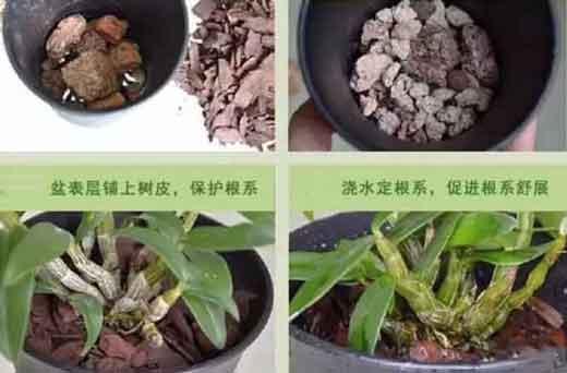 铁皮石斛发芽了怎么栽种，可以家里种石斛吗？