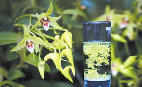 铁皮石斛花茶解暑解郁,是夏季花茶的佳品