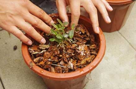 新手怎么在家里种植铁皮石斛？