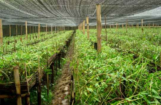 紫皮石斛种植图片