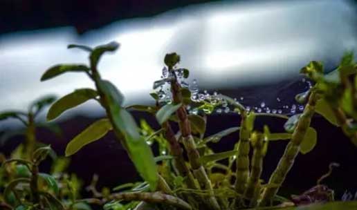 铁皮石斛盆栽种植方法与日常养护指南