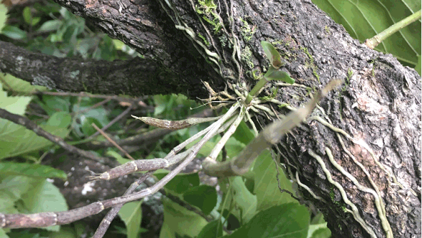 腾冲大山里野生的石斛