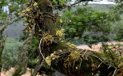 仿野生种植的铁皮石斛很受市场欢迎