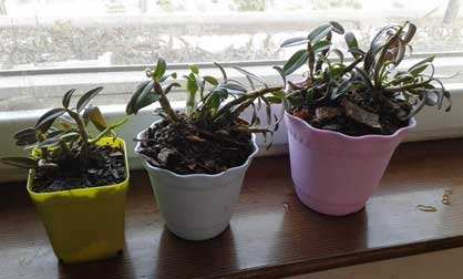 家庭种植的铁皮石斛盆栽放在明亮的阳台上就可以