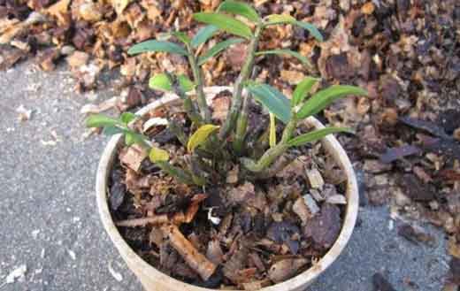 铁皮石斛家庭盆栽种植植料的选用