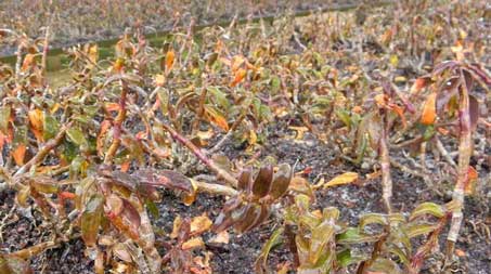 种植的铁皮石斛冬天会冻死吗？