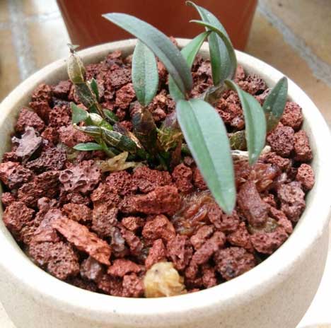 铁皮石斛盆栽种植方法及四季养护
