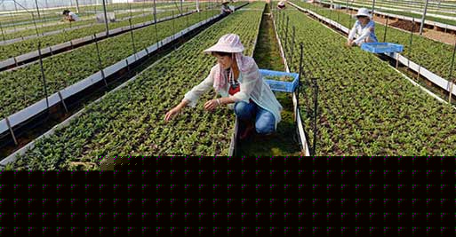 大棚种植铁皮石斛苗移植需要一定的技巧