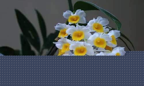 石斛花图片