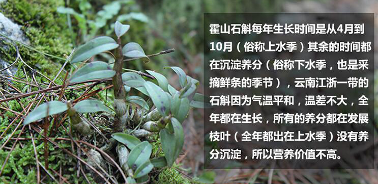 国宝级中草药——霍山铁皮石斛