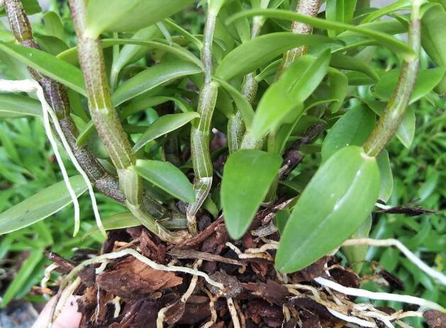 霍山铁皮石斛室内种植要点